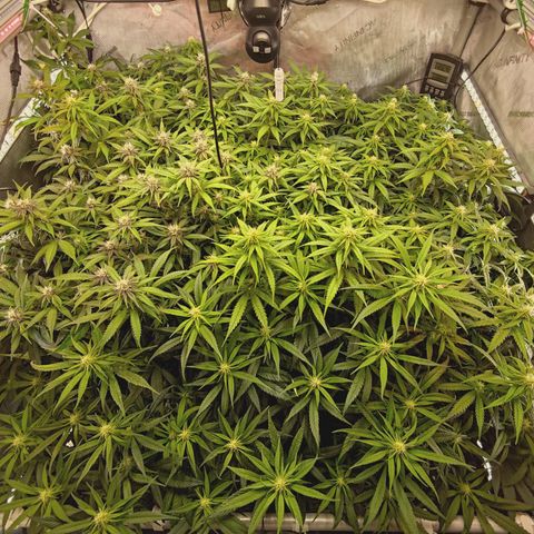Red Hot Cookies growlog timeline photo