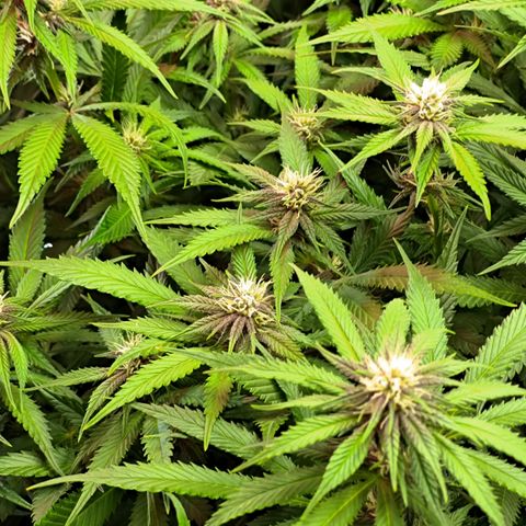 Red Hot Cookies growlog timeline photo