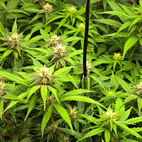 Red Hot Cookies growlog timeline photo