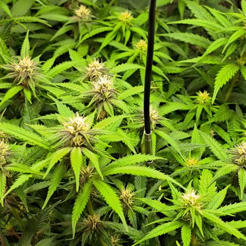 Red Hot Cookies growlog timeline photo