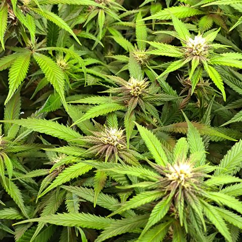 Red Hot Cookies growlog timeline photo