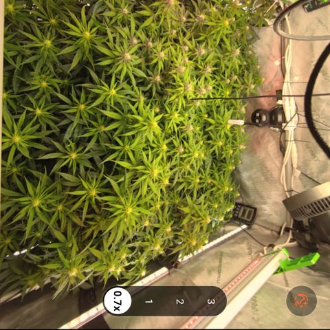 Red Hot Cookies growlog timeline photo