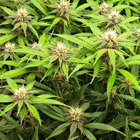 Red Hot Cookies growlog timeline photo