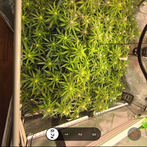 Red Hot Cookies growlog timeline photo