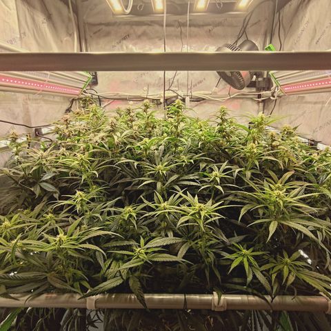 Red Hot Cookies growlog timeline photo