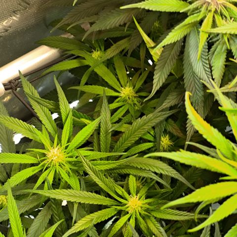 Red Hot Cookies growlog timeline photo