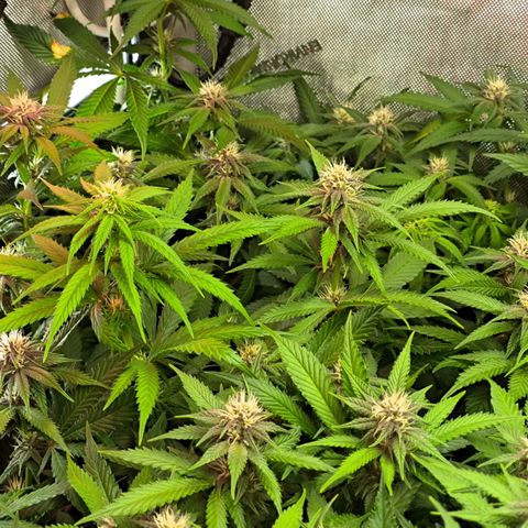 Red Hot Cookies growlog timeline photo