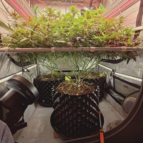 Red Hot Cookies growlog timeline photo