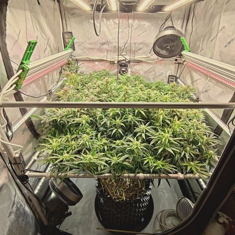 Red Hot Cookies growlog timeline photo