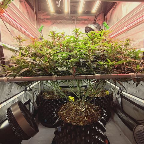 Red Hot Cookies growlog timeline photo