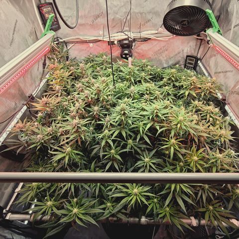 Red Hot Cookies growlog timeline photo