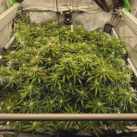 Red Hot Cookies growlog timeline photo