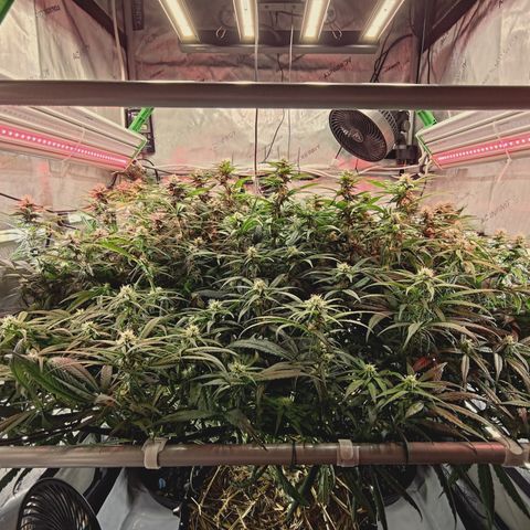 Red Hot Cookies growlog timeline photo