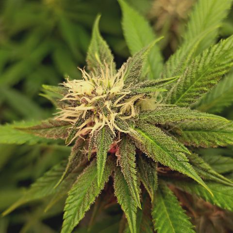 Red Hot Cookies growlog timeline photo