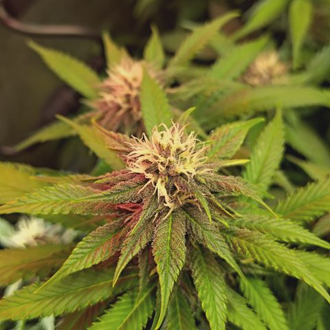 Red Hot Cookies growlog timeline photo
