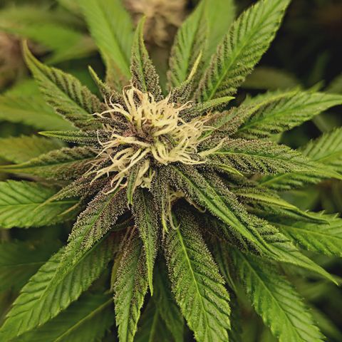 Red Hot Cookies growlog timeline photo