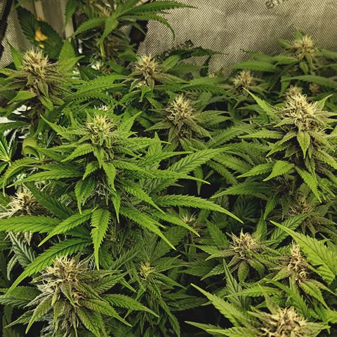 Red Hot Cookies growlog timeline photo