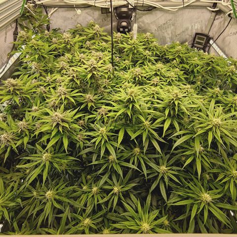 Red Hot Cookies growlog timeline photo