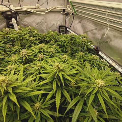 Red Hot Cookies growlog timeline photo