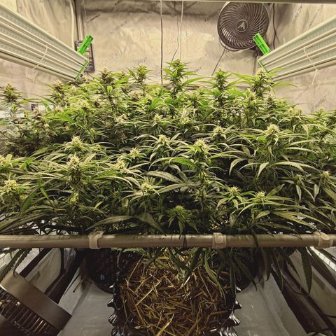 Red Hot Cookies growlog timeline photo