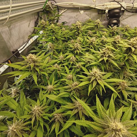 Red Hot Cookies growlog timeline photo