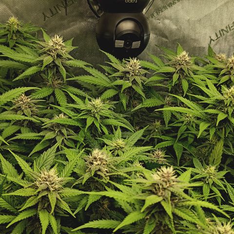 Red Hot Cookies growlog timeline photo