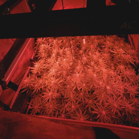 Red Hot Cookies growlog timeline photo