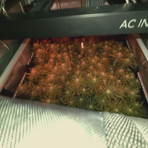 Red Hot Cookies growlog timeline photo