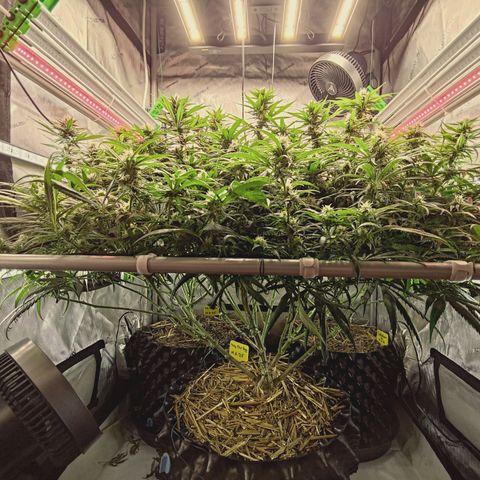 Red Hot Cookies growlog timeline photo