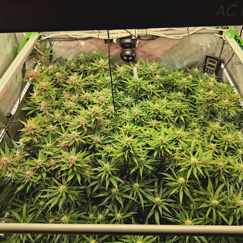 Red Hot Cookies growlog timeline photo