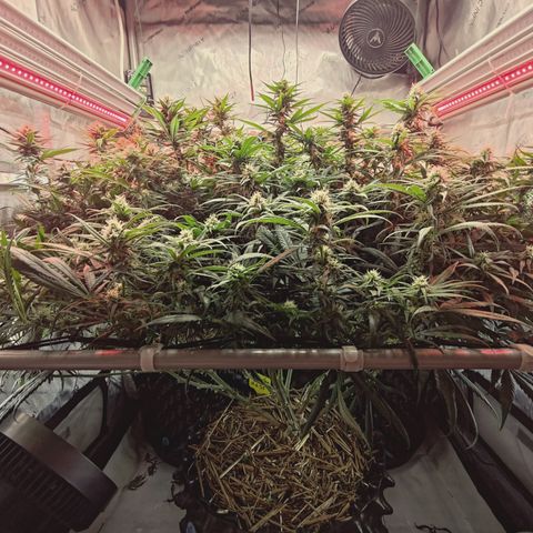Red Hot Cookies growlog timeline photo
