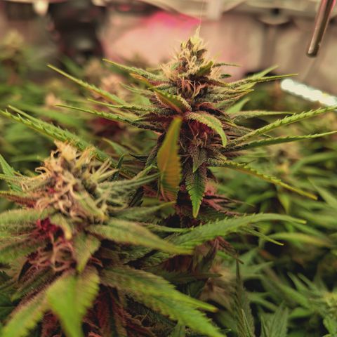 Red Hot Cookies growlog timeline photo