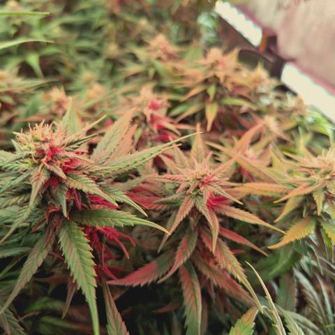 Red Hot Cookies growlog timeline photo