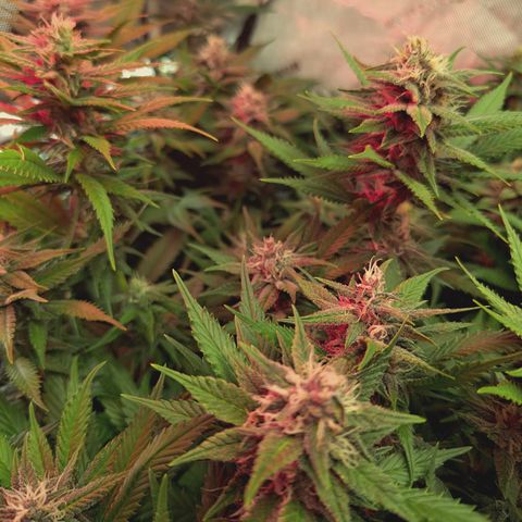 Red Hot Cookies growlog timeline photo