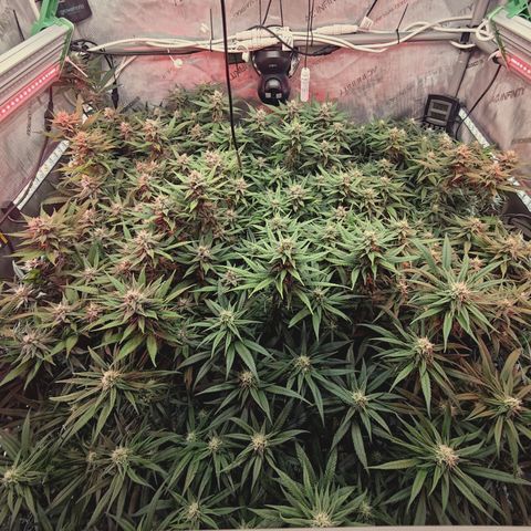 Red Hot Cookies growlog timeline photo