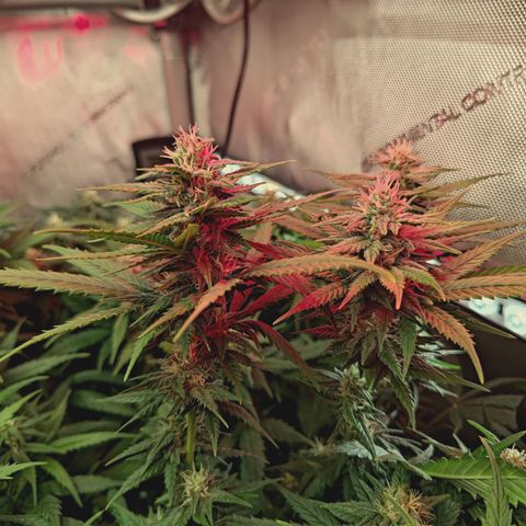 Red Hot Cookies growlog timeline photo