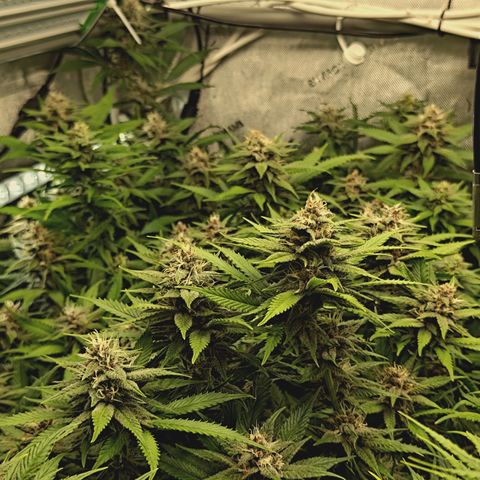 Red Hot Cookies growlog timeline photo