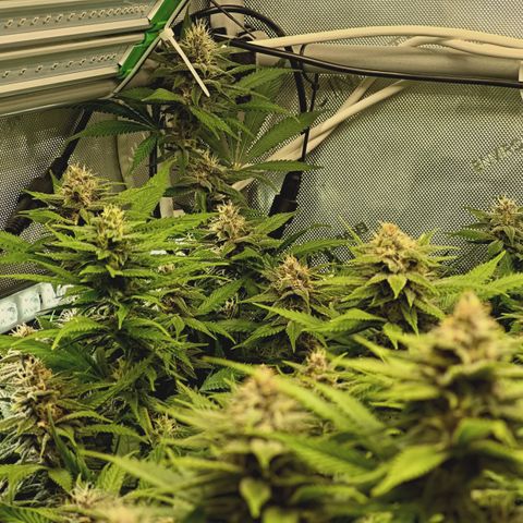 Red Hot Cookies growlog timeline photo