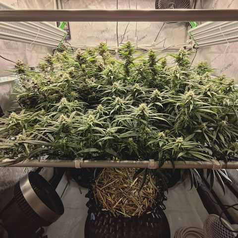Red Hot Cookies growlog timeline photo