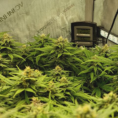 Red Hot Cookies growlog timeline photo
