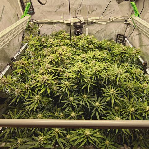 Red Hot Cookies growlog timeline photo