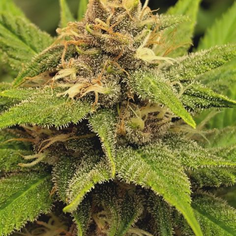 Red Hot Cookies growlog timeline photo