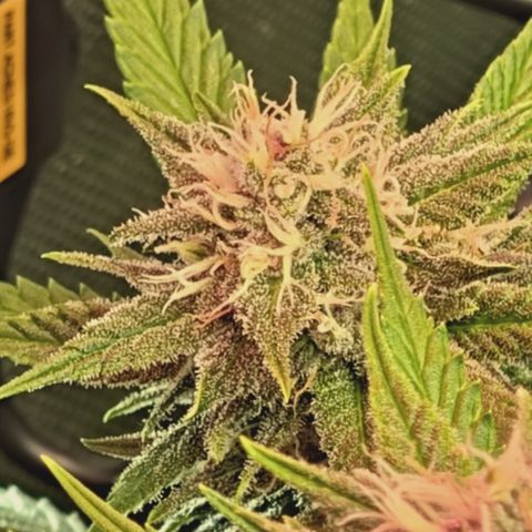 Red Hot Cookies growlog timeline photo
