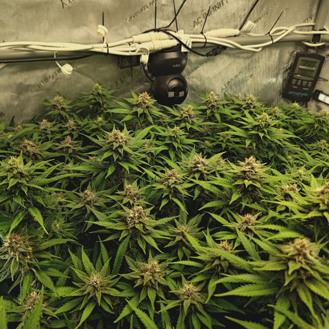 Red Hot Cookies growlog timeline photo