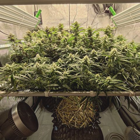 Red Hot Cookies growlog timeline photo