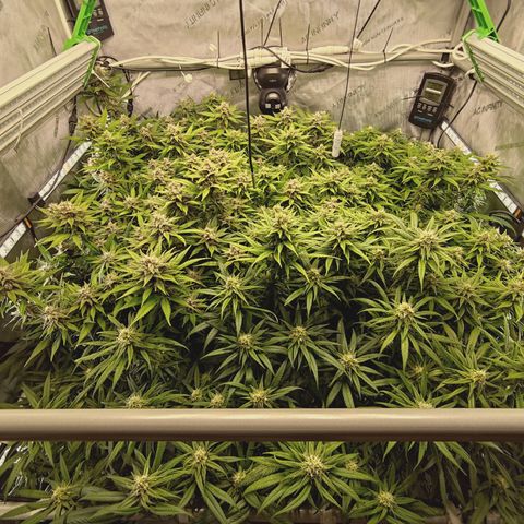 Red Hot Cookies growlog timeline photo