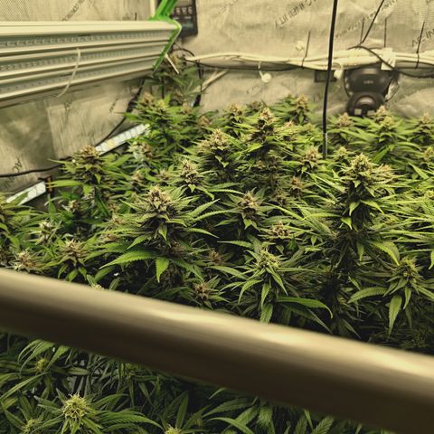 Red Hot Cookies growlog timeline photo