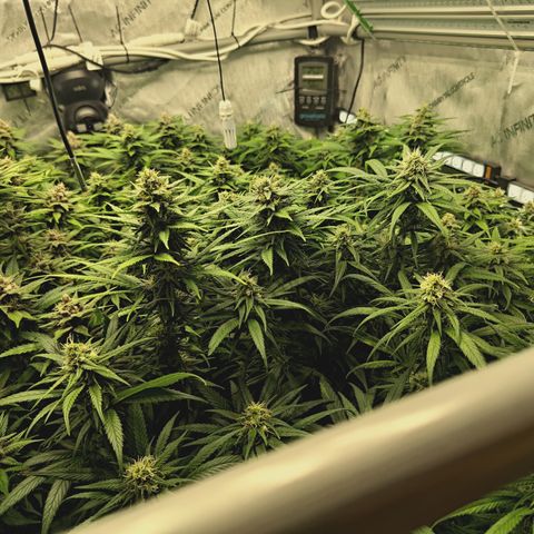 Red Hot Cookies growlog timeline photo