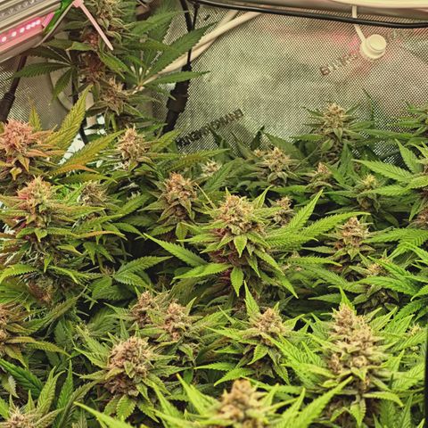 Red Hot Cookies growlog timeline photo