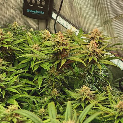 Red Hot Cookies growlog timeline photo